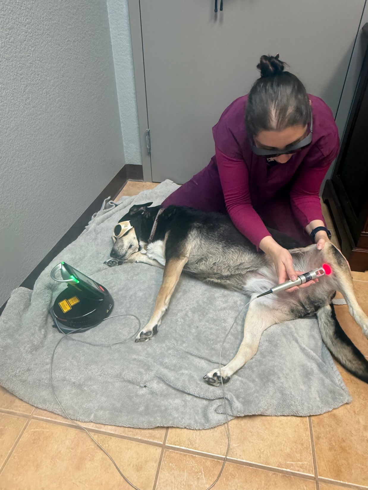 Laser Therapy for Dogs