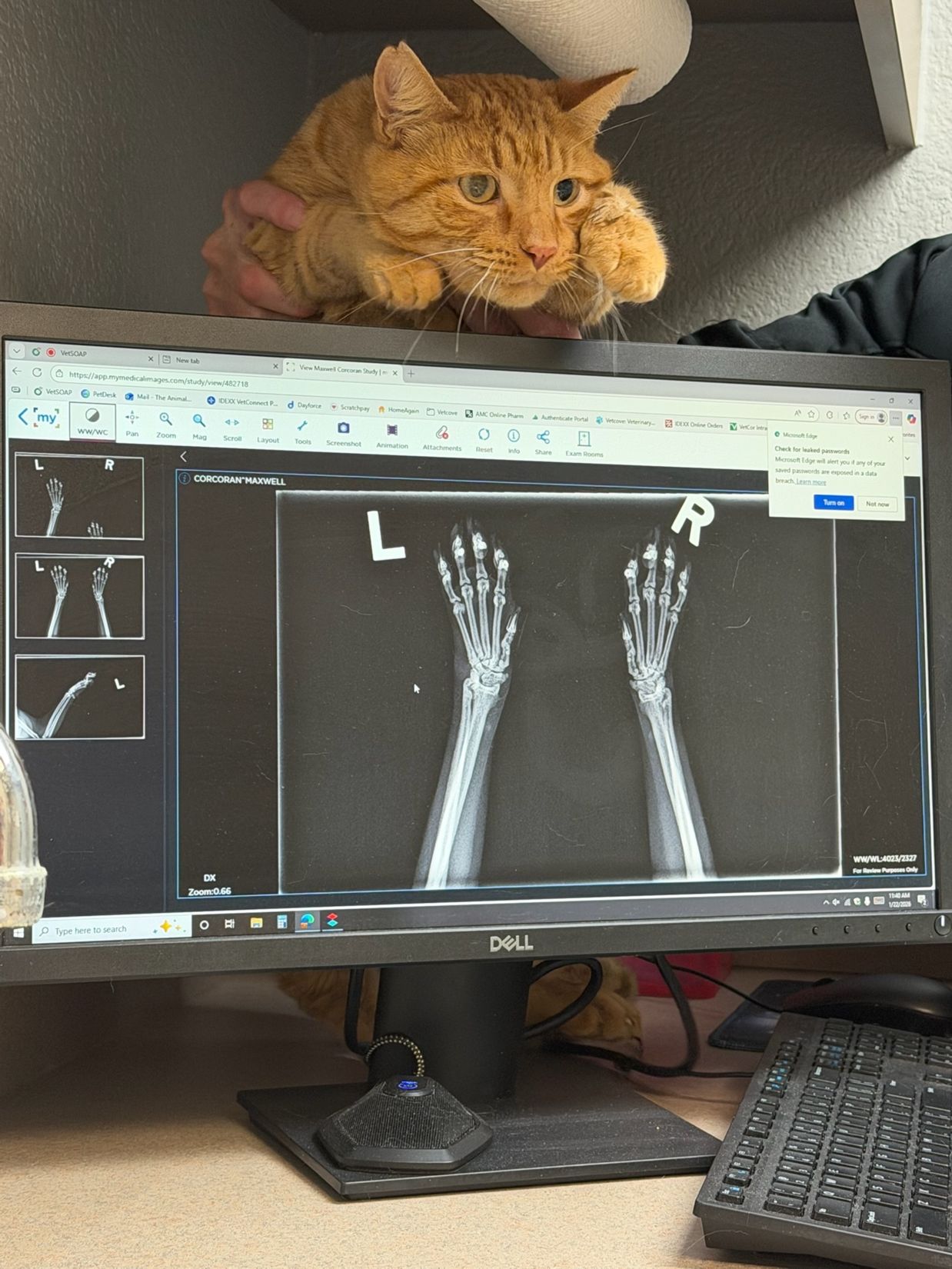 Pet Digital Radiology