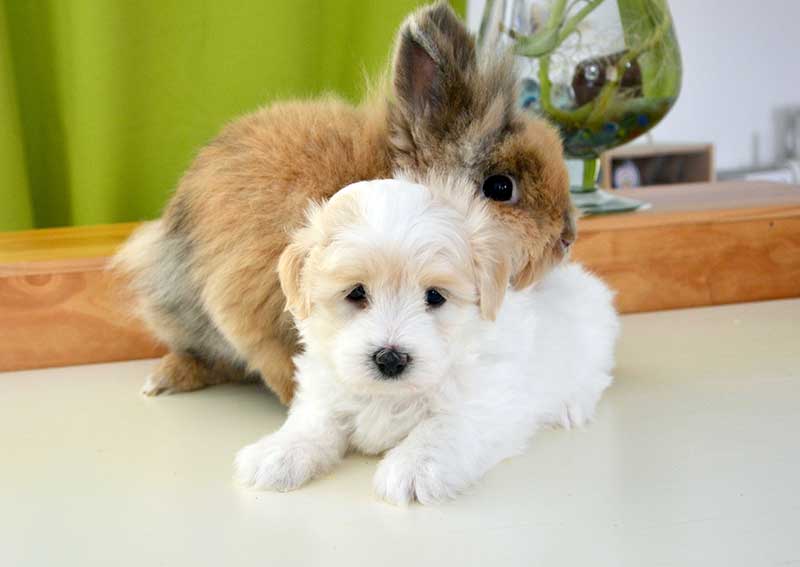Puppy Rabbit