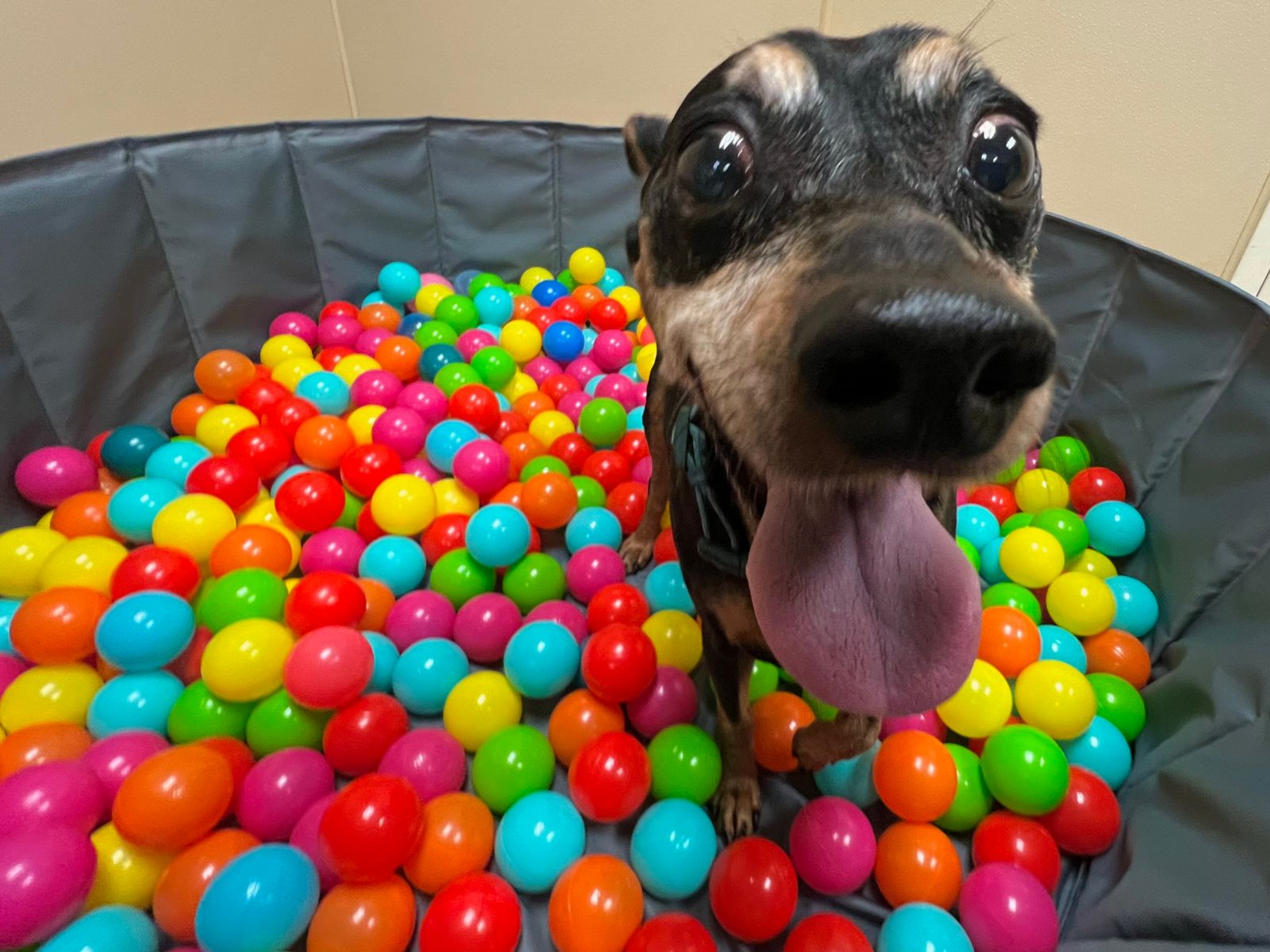 Dog daycare