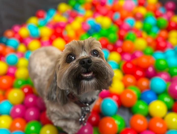 $city Doggie Daycare